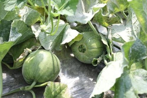 活动夏日吃瓜季,尽享清凉“瓜”界盛宴  第2张